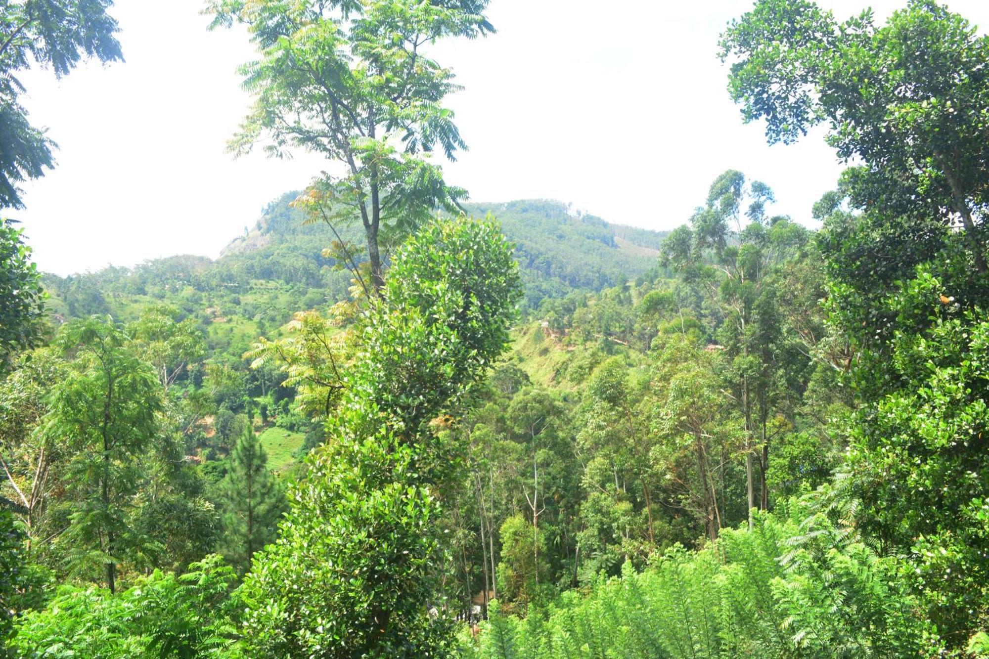 Racy Nature Cottage Ella Luaran gambar